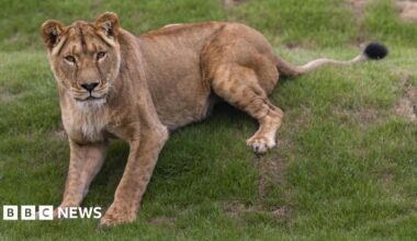 A female lion sitting on a grass bank.