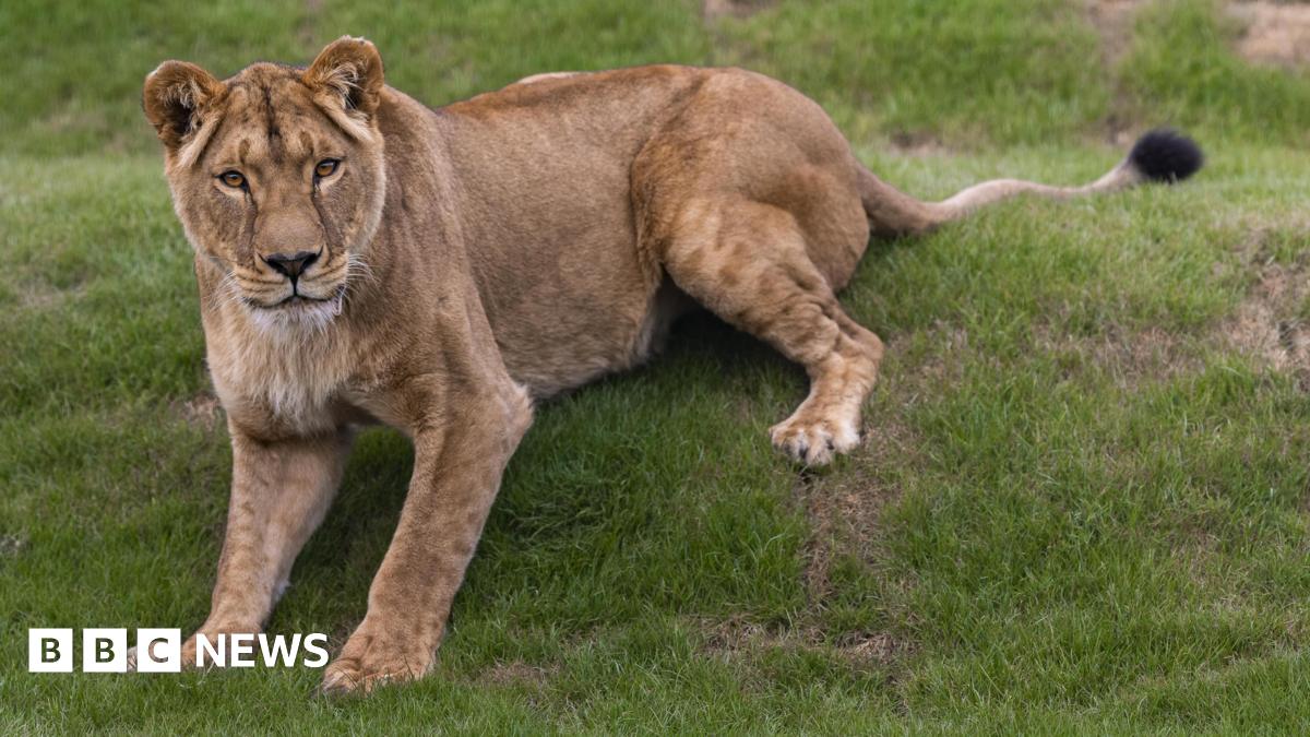 A female lion sitting on a grass bank.