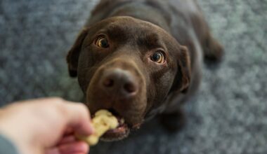 King Charles debuts Balmoral-baked dog biscuits