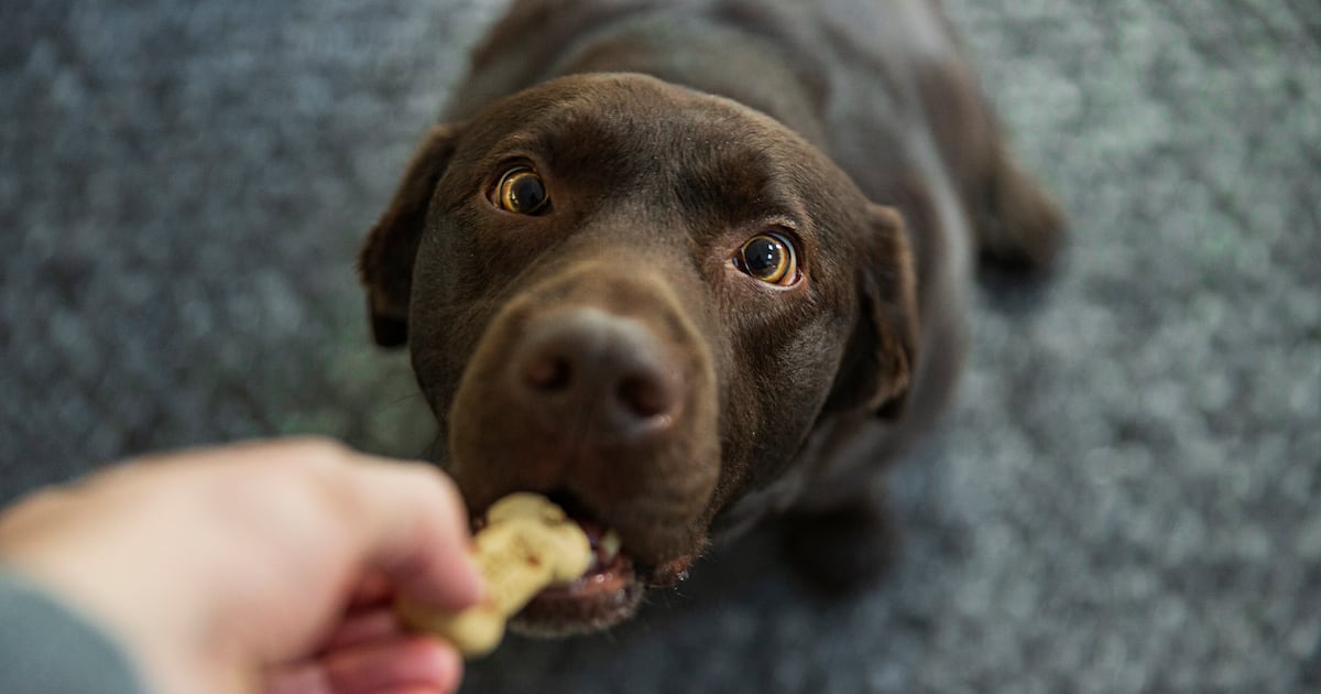 King Charles debuts Balmoral-baked dog biscuits