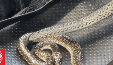 Live snake found in Christchurch traveller's suitcase