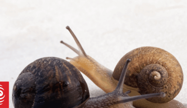 Nationwide campaign launched to help left-spiralling snail find a mate