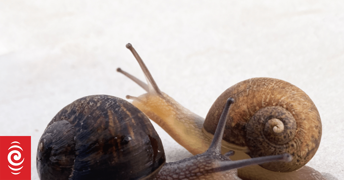 Nationwide campaign launched to help left-spiralling snail find a mate