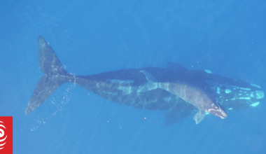 Secret whale gathering point found in Southern Ocean