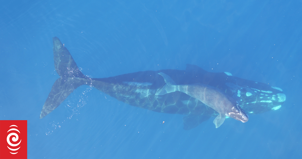 Secret whale gathering point found in Southern Ocean