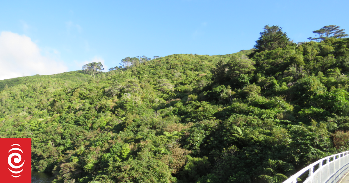 Zealandia celebrates once again being weasel-free