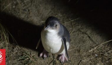 Nine penguins found dead in Golden Bay over past fortnight