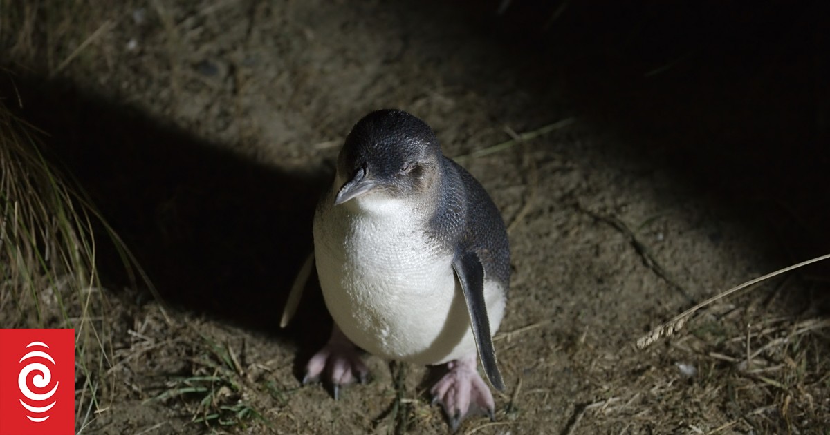 Nine penguins found dead in Golden Bay over past fortnight