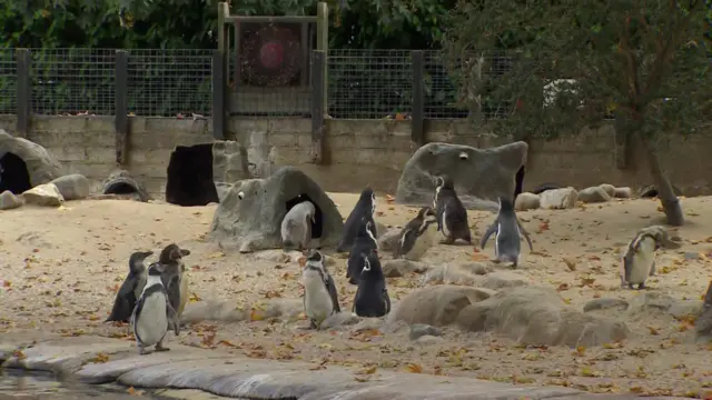 Penguins in the enclosure
