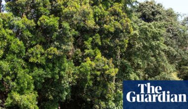 Oil exploration in the Congo basin rainforest could be a disaster for nature and the climate | Environment