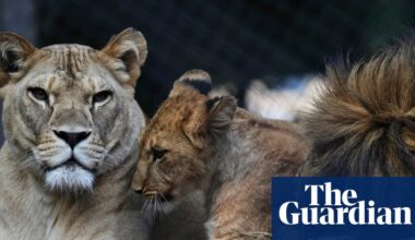 Four rare Barbary lion cubs born at Czech zoo | Endangered species