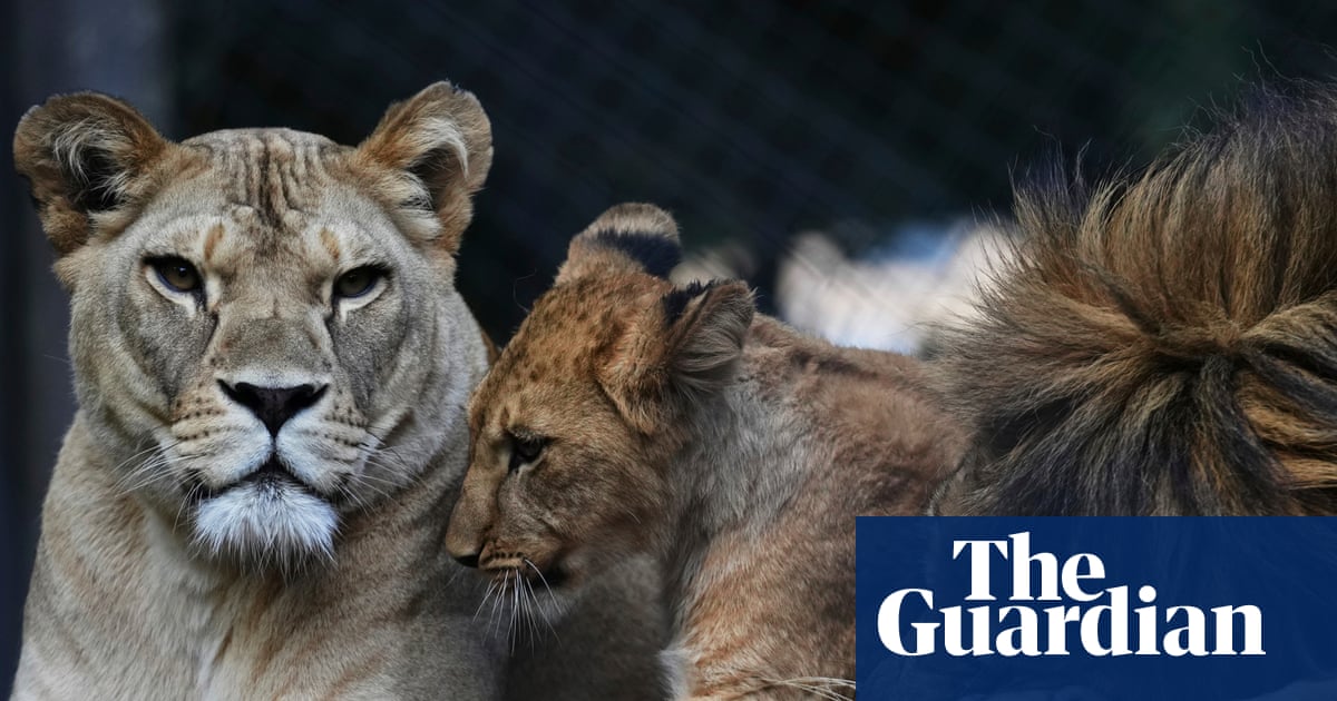 Four rare Barbary lion cubs born at Czech zoo | Endangered species