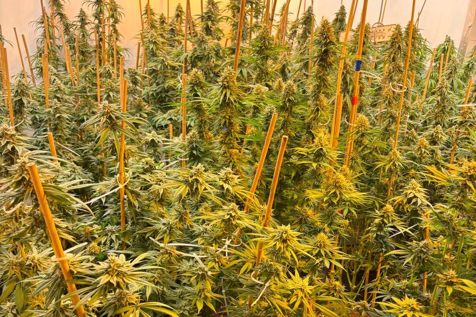 A cultivation in Coleraine
