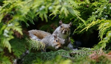 ‘Zombie squirrels’ sightings have been reported in Maine and Canada - The Independent