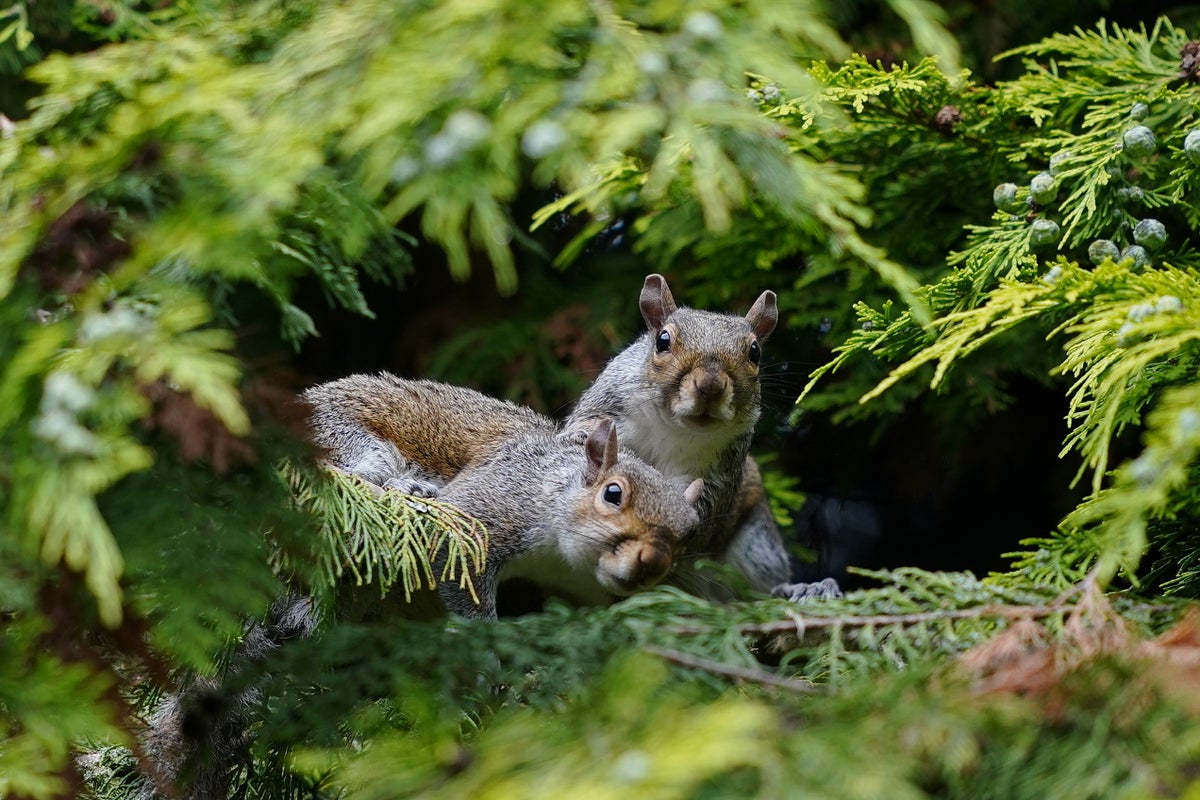 ‘Zombie squirrels’ sightings have been reported in Maine and Canada - The Independent