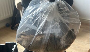 Britain’s ‘biggest rat’ found in Yorkshire home