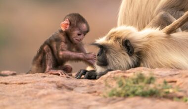 Parenthood review: David Attenborough returns to unassumingly radicalise us into protecting the planet