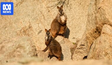 New population of critically endangered southern brush-tailed rock-wallabies established in ACT