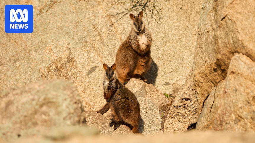 New population of critically endangered southern brush-tailed rock-wallabies established in ACT