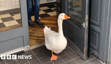 Gaggle of geese in March to feature in illustrated book