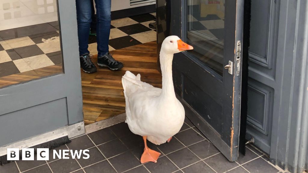 Gaggle of geese in March to feature in illustrated book