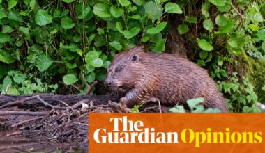 Beavers were welcomed back to the Netherlands. Until they started digging 17m-long tunnels | Renate van der Zee