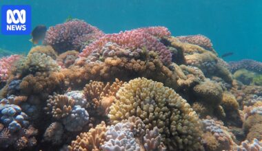 Researchers study impacts of coral bleaching on Lord Howe Island