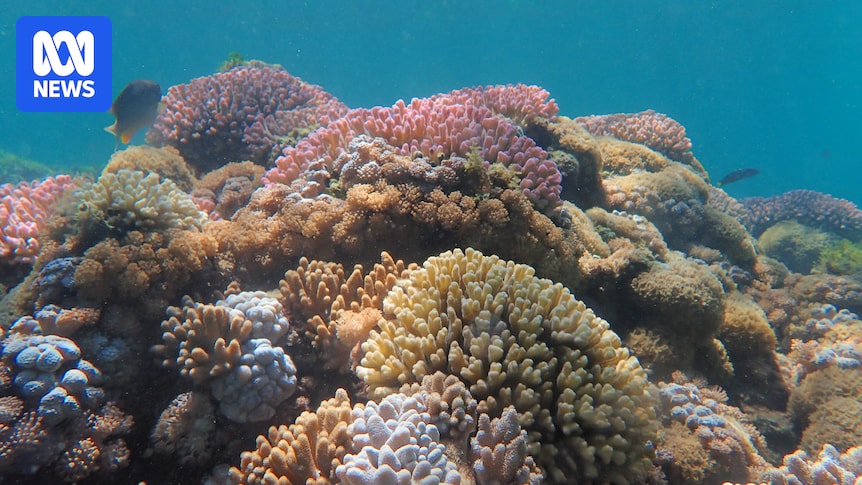 Researchers study impacts of coral bleaching on Lord Howe Island