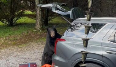 Scottish family 'lucky to be alive' as bear climbs into car in US holiday scare