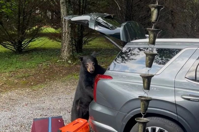 Scottish family 'lucky to be alive' as bear climbs into car in US holiday scare