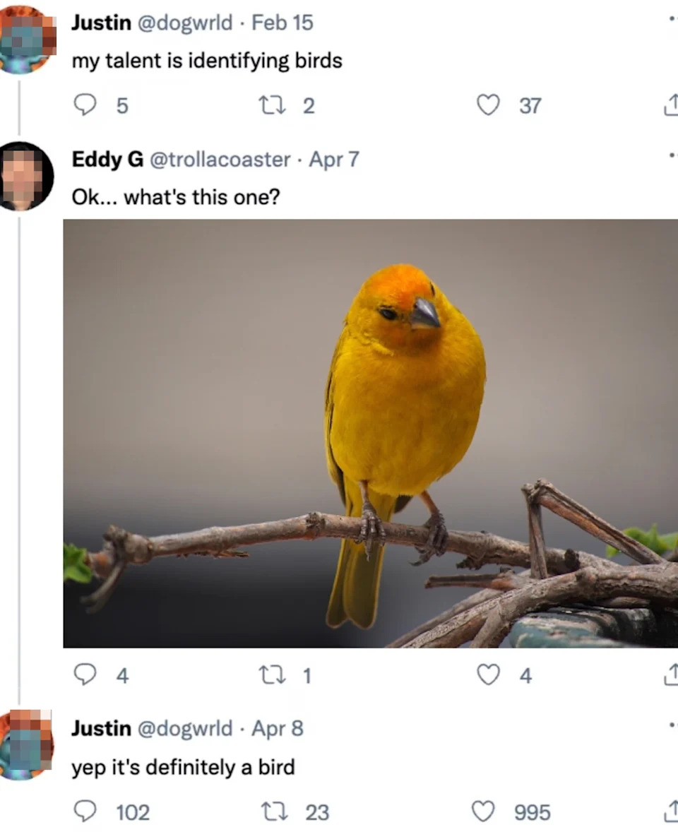 Twitter exchange showing someone claiming bird identification skills, then humorously confirming a bird's identity