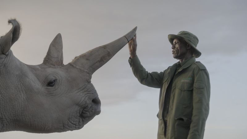 “The Last Rhinos: A New Hope” follows the global effort to save northern white rhinos