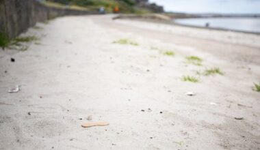 Millisle Beach: ‘Poison bait’ to be used at popular Co Down beach after rodents ‘infest’ shores
