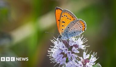 An orange butterfly with black spots and some grey markings is perched on a purple plant.