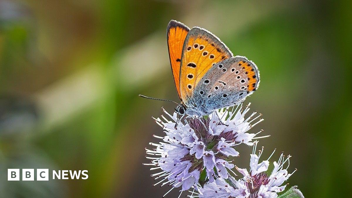 An orange butterfly with black spots and some grey markings is perched on a purple plant.