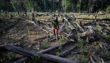 Colombia deforestation surges 43%, Amazon region worst hit – DW – 08/01/2025