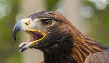 Golden eagles could be reintroduced to England for first time in 150 years