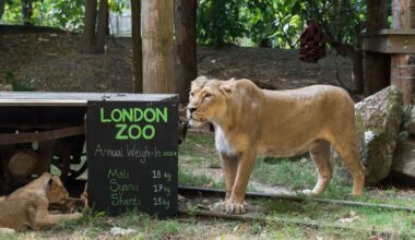 Big cat sightings in London reported 25 times over five years, police | UK | News