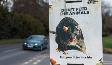UK town under siege from rats the size of cats | UK | News