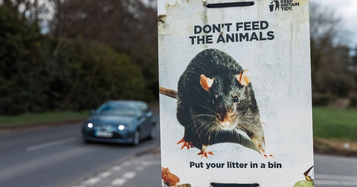 UK town under siege from rats the size of cats | UK | News