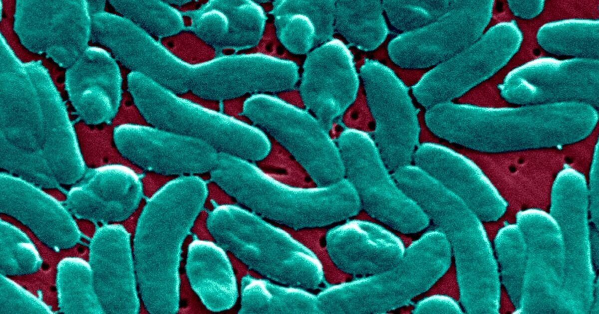 Horror flesh-eating bacteria disease breakout confirmed in Florida and Louisiana | World | News