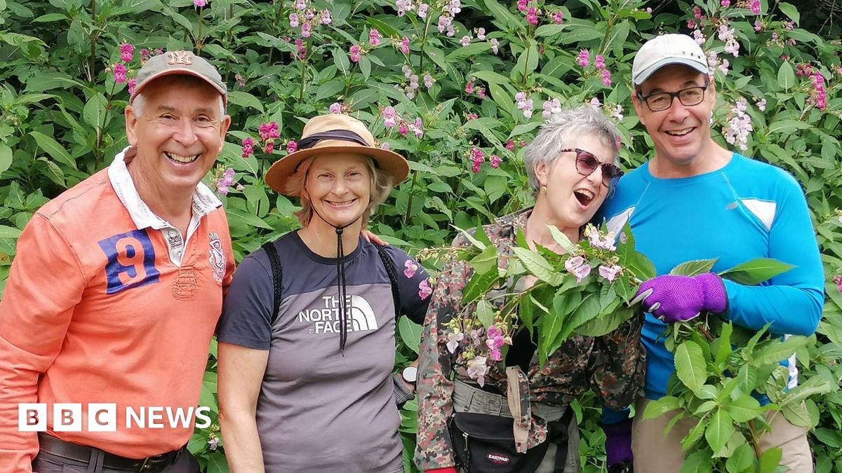 Two men and two women standing in front of a huge hedge of Himalayan balsam. They are all laughing as one of the men holds up a large bunch of the plant to one of the women.