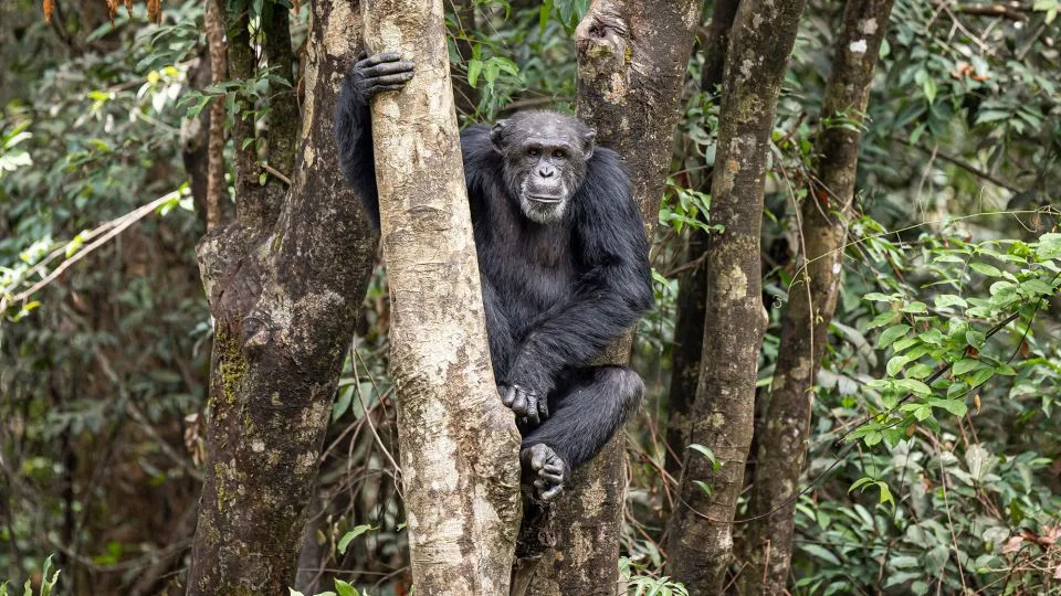 New research suggests that ancient viruses could have contributed to the evolutionary process that resulted in humans, chimpanzees and macaques. - Patrick Meinhardt/AFP/Getty Images