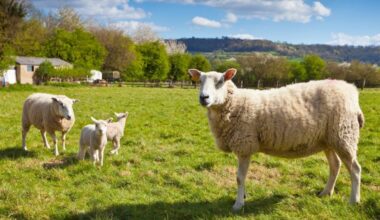 British lamb alone accounts for nearly a quarter of the French market