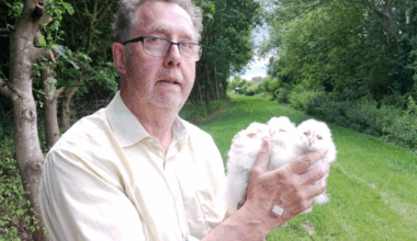 Oldest barn owl in Europe found living in United Kingdom | National