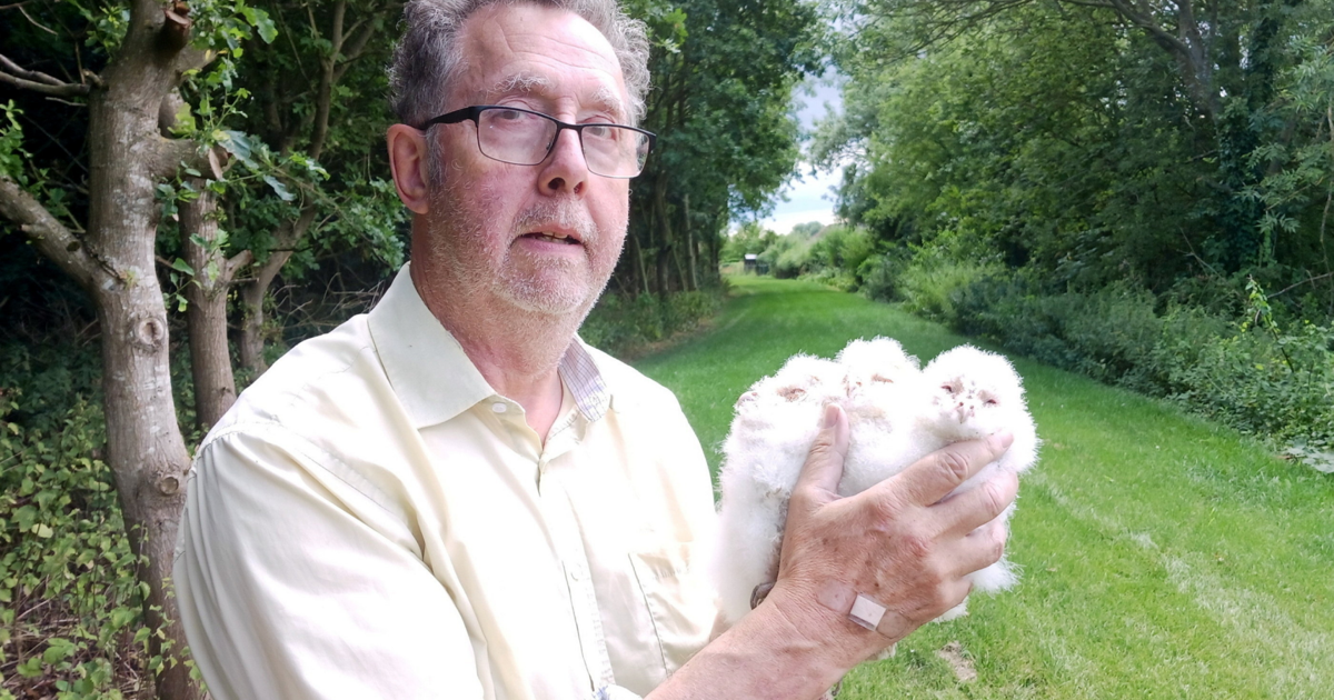 Oldest barn owl in Europe found living in United Kingdom | National