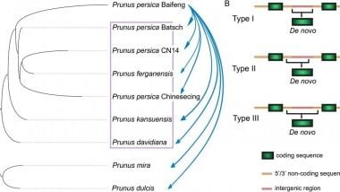 How New Genes Help Peaches Evolve: The Secret Inside Their DNA