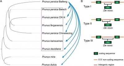 How New Genes Help Peaches Evolve: The Secret Inside Their DNA