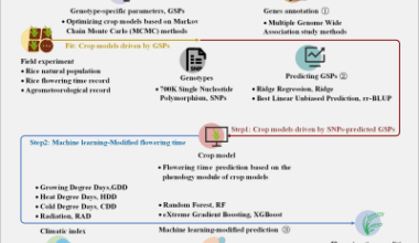 Merging genes, models, and climate: a new approach to predicting rice flowering