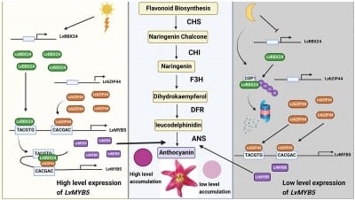 Light-Activated Lily Genes Unlock Petal Color Secrets